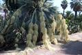 Blue hesper palm,big blue hesper palm,blue fan palm,sweet brahea,palma blanca